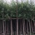 柳树（杨柳）5～15公分基地直销规格齐全欢迎来电咨询