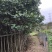 黄槿2～30公分基地直销规格齐全欢迎来电咨询合作