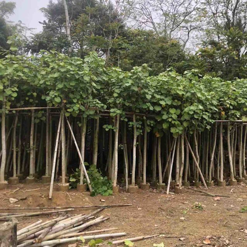 黄槿2～30公分基地直销规格齐全欢迎来电咨询合作