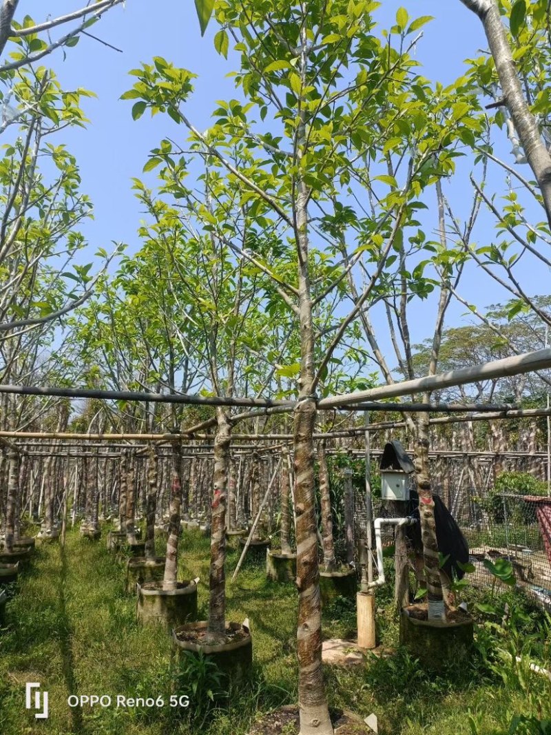 白玉兰8～10公分基地直销规格齐全欢迎来电咨询合作