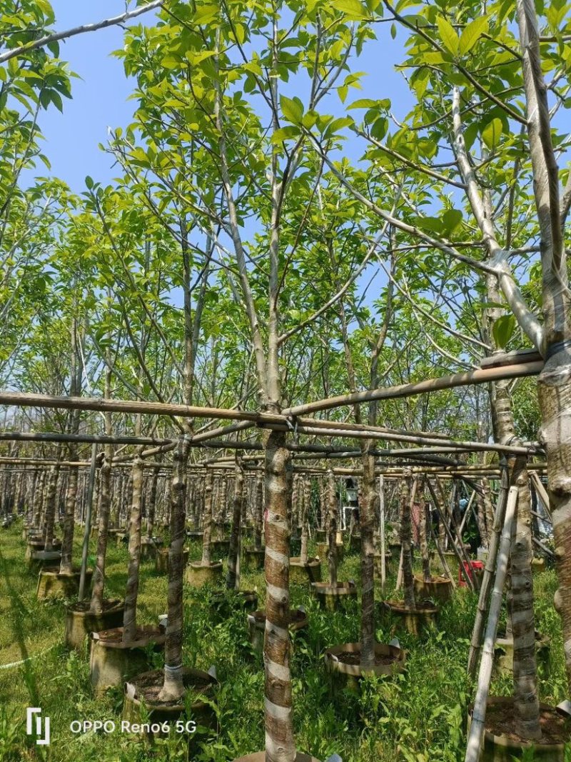 白玉兰8～10公分基地直销规格齐全欢迎来电咨询合作