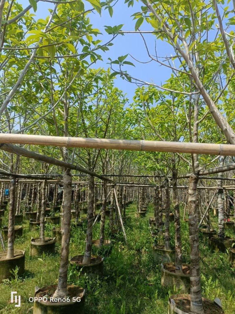 白玉兰8～10公分基地直销规格齐全欢迎来电咨询合作