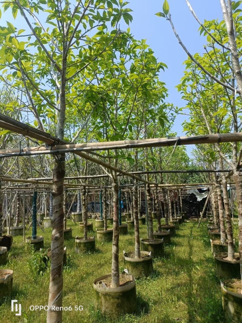 白玉兰8～10公分基地直销规格齐全欢迎来电咨询合作