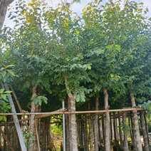海南葡萄树10～20公分基地规格齐全欢迎来电咨询合作