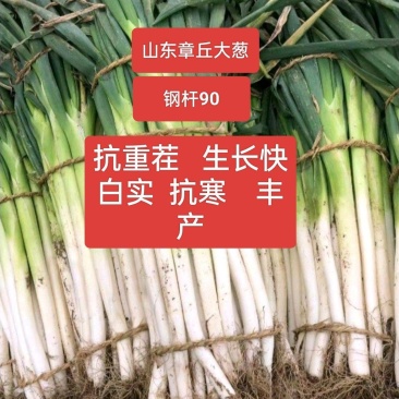 杜绝假山东正宗章丘大葱种子钢杆大葱种籽葱白长四季葱种
