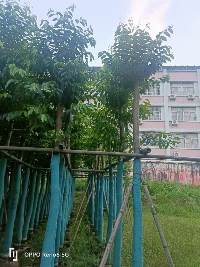 沉香树8～12公分基地直销规格齐全欢迎来电咨询合作