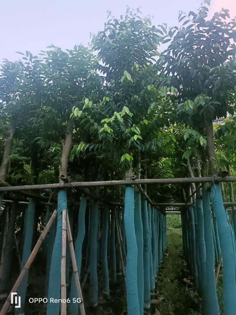 沉香树8～12公分基地直销规格齐全欢迎来电咨询合作