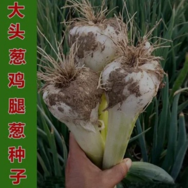 赫翔种业鸡腿大葱种子大头葱种子春播秋播植株粗壮辛辣耐寒