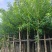 水瓮5～20公分基地直销规格齐全欢迎来电咨询合作