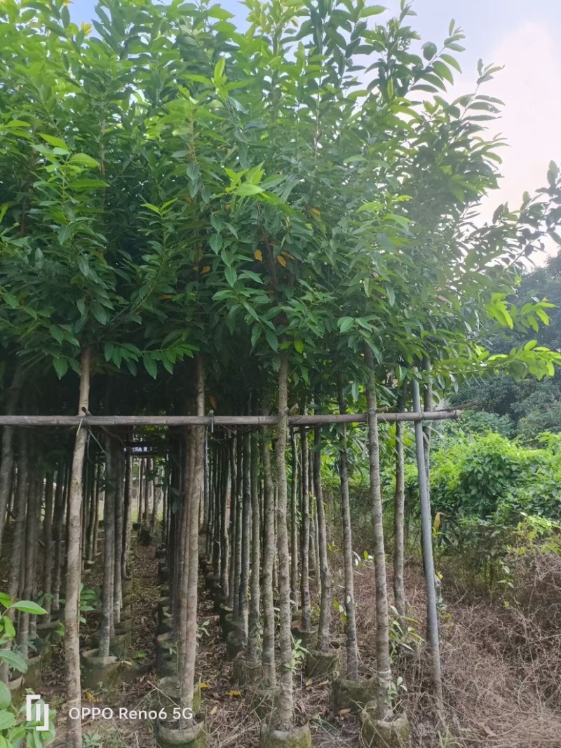 水瓮5～20公分基地直销规格齐全欢迎来电咨询合作