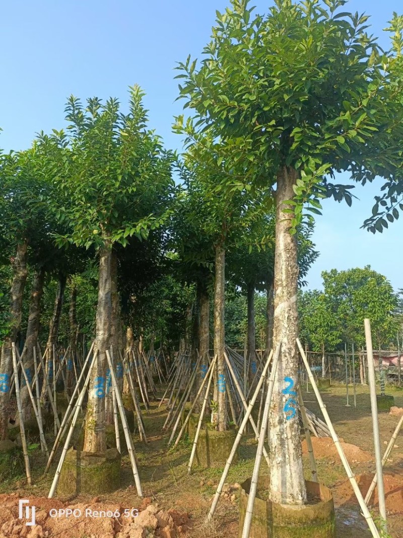 水瓮5～20公分基地直销规格齐全欢迎来电咨询合作
