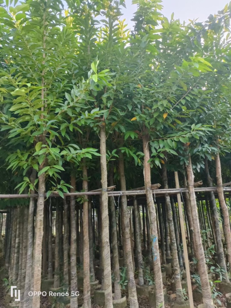 水瓮5～20公分基地直销规格齐全欢迎来电咨询合作