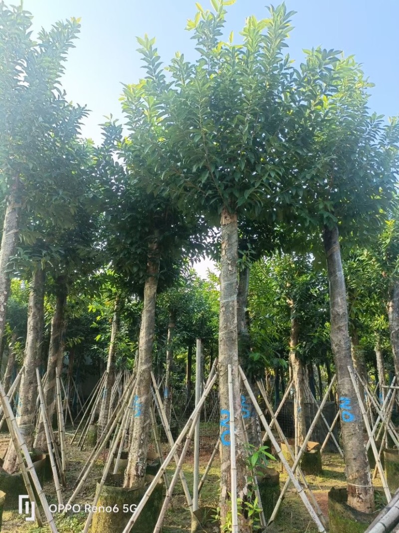 水瓮5～20公分基地直销规格齐全欢迎来电咨询合作