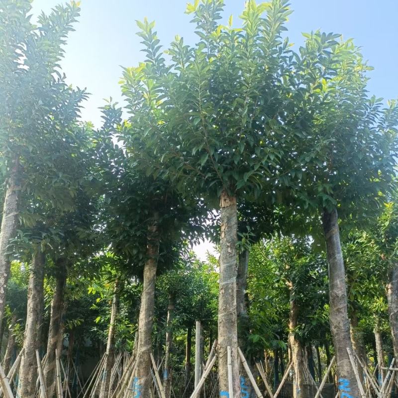 水瓮5～20公分基地直销规格齐全欢迎来电咨询合作