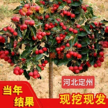 河北定州山楂树活苗大五棱甜红子山楂苗南方北方种植盆栽地栽