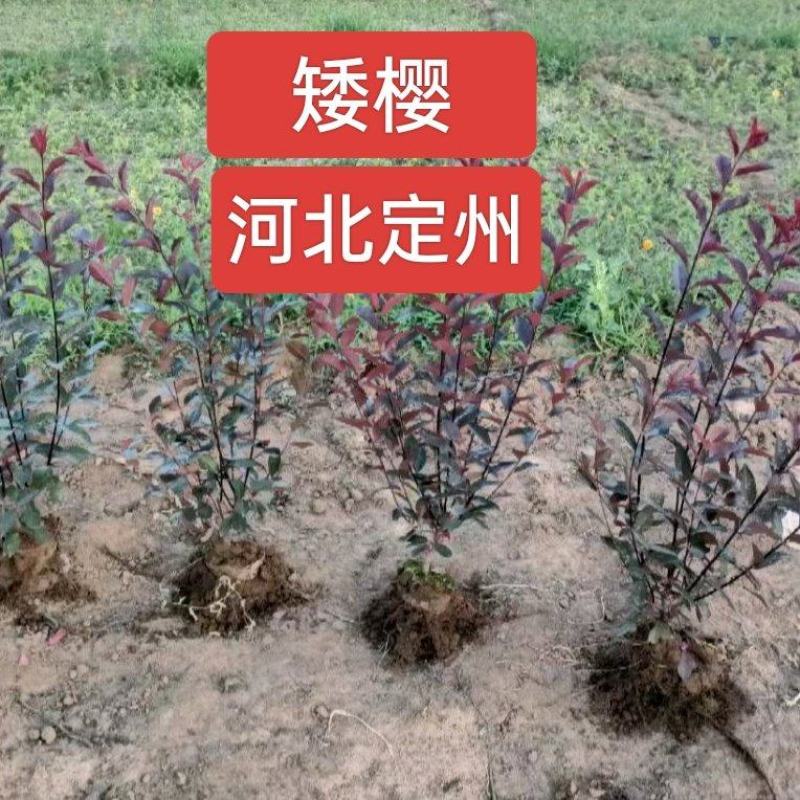河北定州紫叶矮樱丛生多分枝营养杯树苗彩色绿化苗木