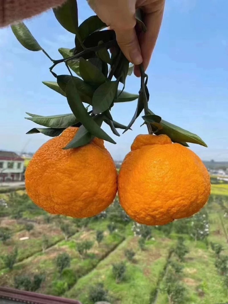 丹棱不知火丑橘