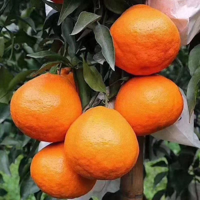 丹棱不知火丑橘