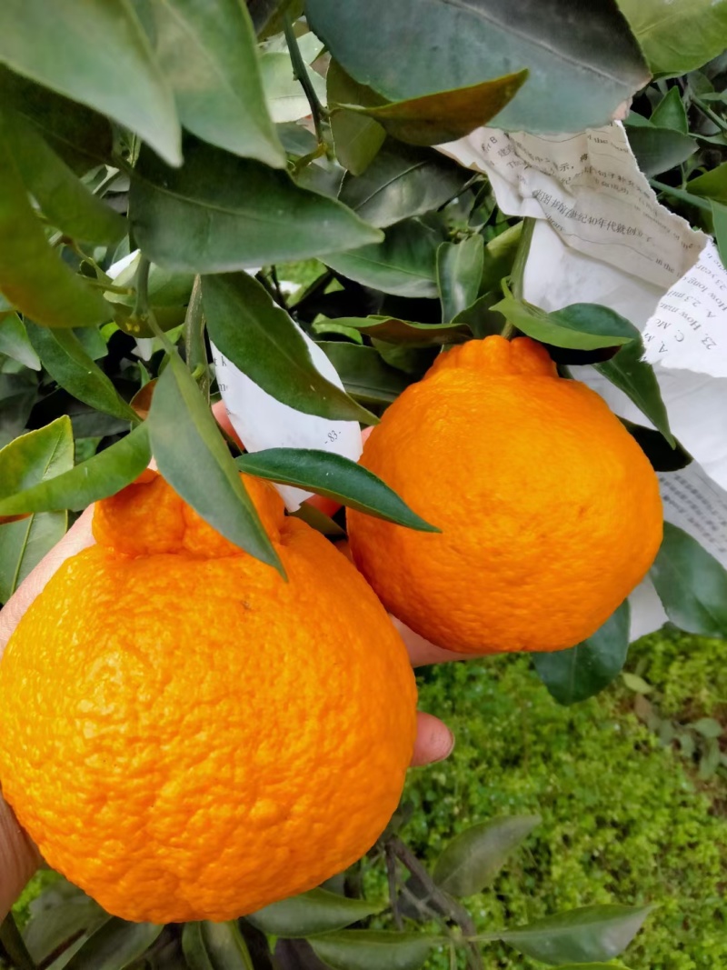 丹棱不知火丑橘