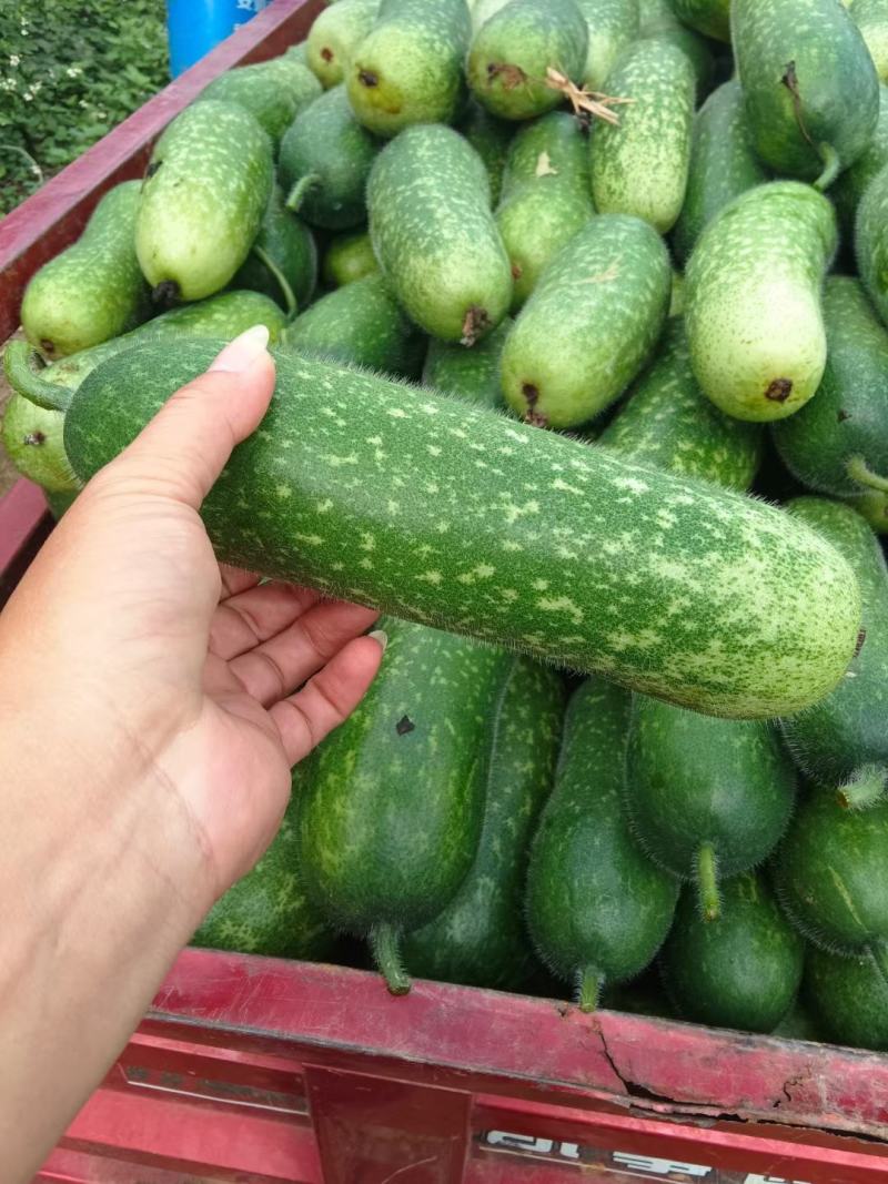 供应毛节瓜