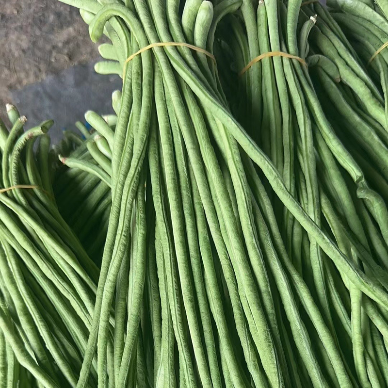 宿州埇桥区青条长豆角精品豇豆安徽原产地直发保质保量
