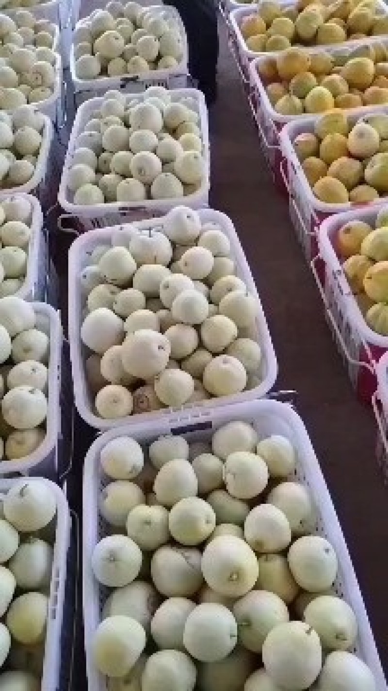 湖北省加鱼县几万亩甜瓜，甜玉米，南瓜，6月上市。