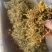 深山采摘无硫野生金银花茶灭火茶花草茶散装