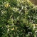 深山采摘无硫野生金银花茶灭火茶花草茶散装
