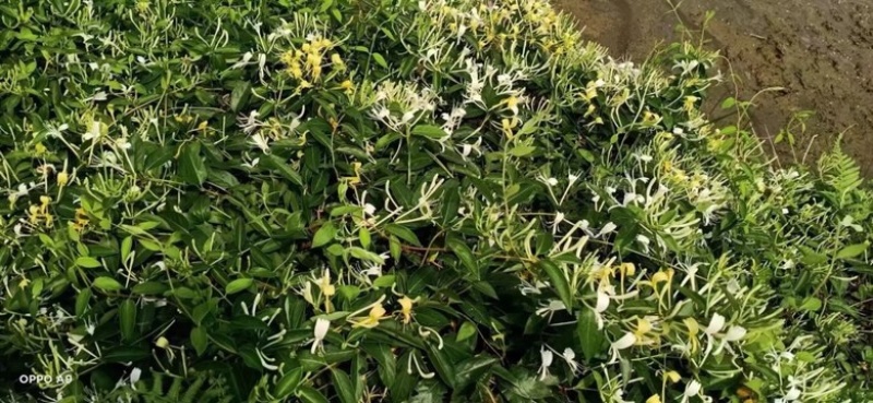 深山采摘无硫野生金银花茶灭火茶花草茶散装