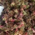山东红油香椿芽，头茬，长度10到15公分长，新鲜现摘，可