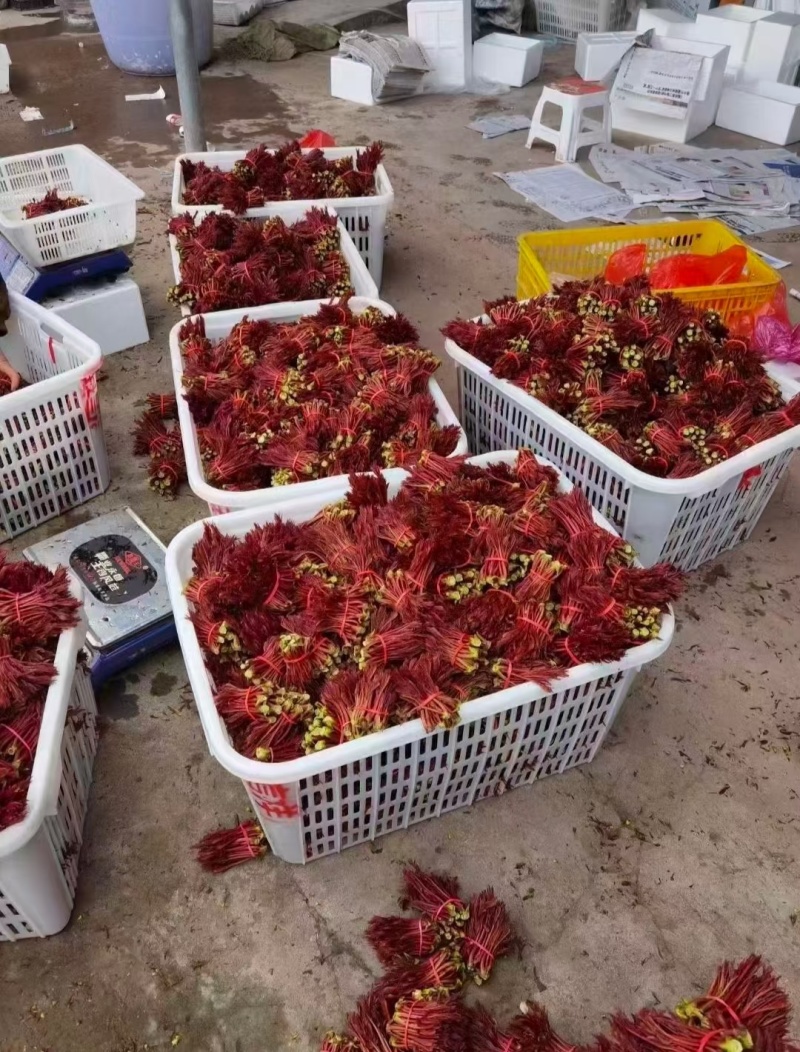 山东红油香椿芽，头茬，长度10到15公分长，新鲜现摘，可