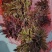 山东红油香椿芽，头茬，长度10到15公分长，新鲜现摘，可