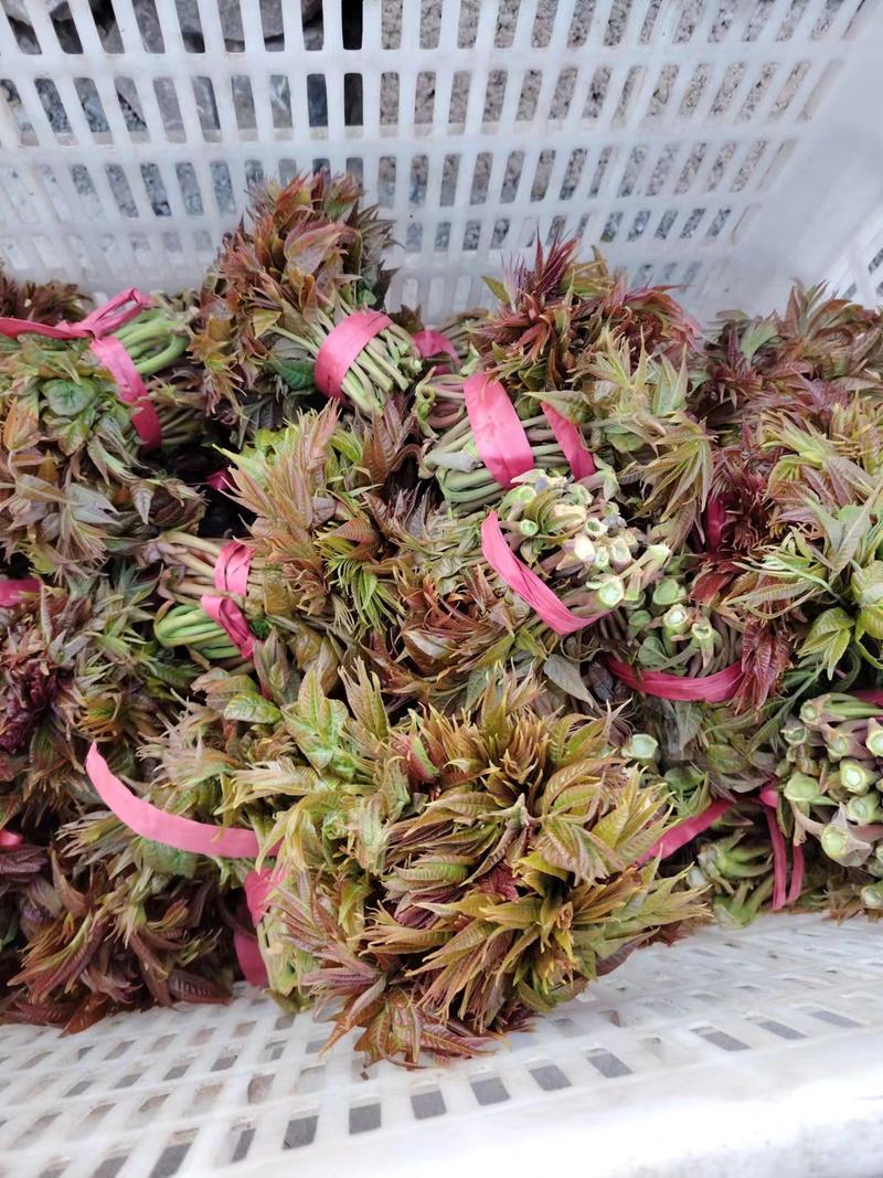 山东红油香椿芽，头茬，长度10到15公分长，新鲜现摘，可
