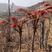 山东红油香椿芽，头茬，长度10到15公分长，新鲜现摘，可