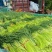 山东蒜苔红帽蒜薹现摘现发货长度20到30之间不打水打代发