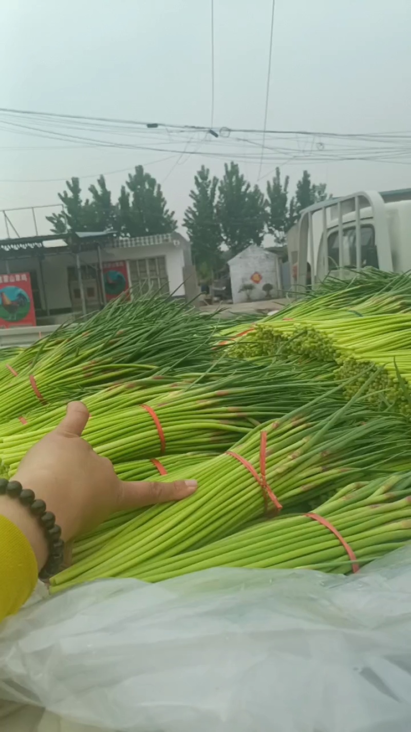 山东蒜苔红帽蒜薹现摘现发货长度20到30之间不打水打代发