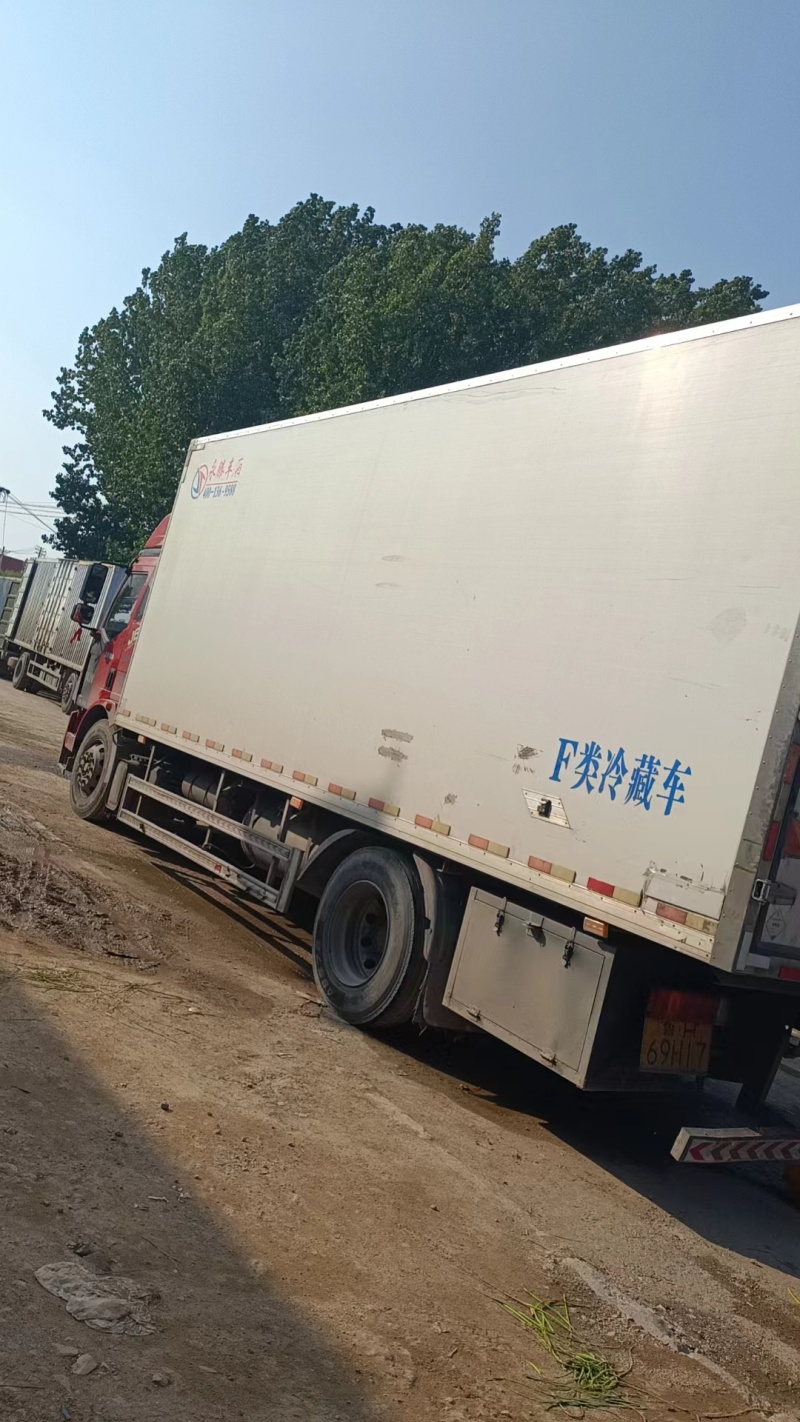 山东蒜苔红帽蒜薹现摘现发货长度20到30之间不打水打代发