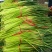山东蒜苔红帽蒜薹现摘现发货长度20到30之间不打水打代发