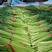 红帽蒜苔新鲜现货苔长长度20到30。电商市场商超