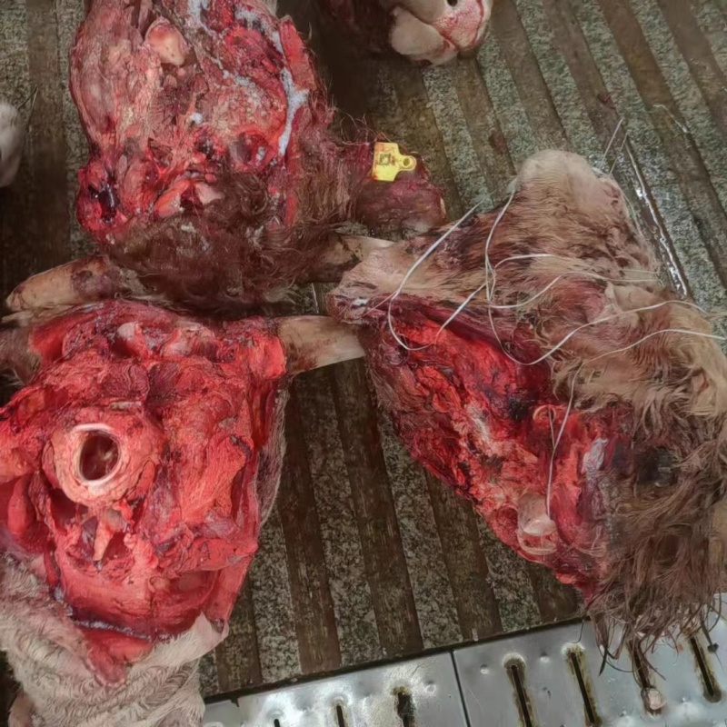 纯干牛头肉质量保证工厂直销拒绝中间商赚差价