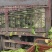 山东临沂黄心白菜大白菜对接电商市场商超等各类客户