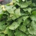 山东临沂黄心白菜大白菜对接电商市场商超等各类客户