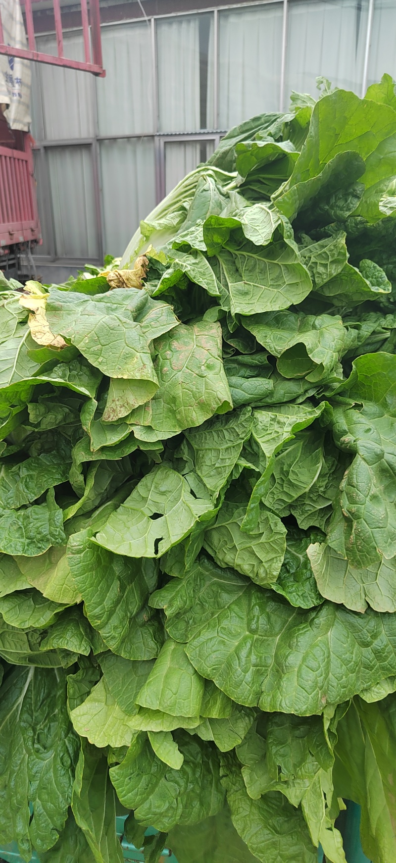 山东临沂黄心白菜大白菜对接电商市场商超等各类客户