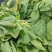 山东临沂黄心白菜大白菜对接电商市场商超等各类客户