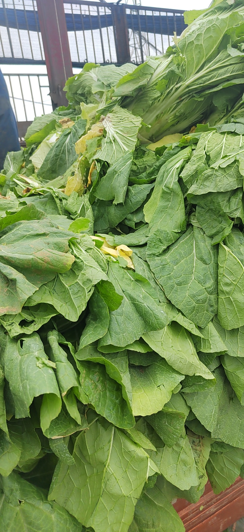 山东临沂黄心白菜大白菜对接电商市场商超等各类客户