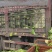 山东临沂黄心白菜大白菜对接电商市场商超等各类客户