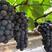 夏黑葡萄，新沂市万亩产地一手货源对接全国各地的批发商联系