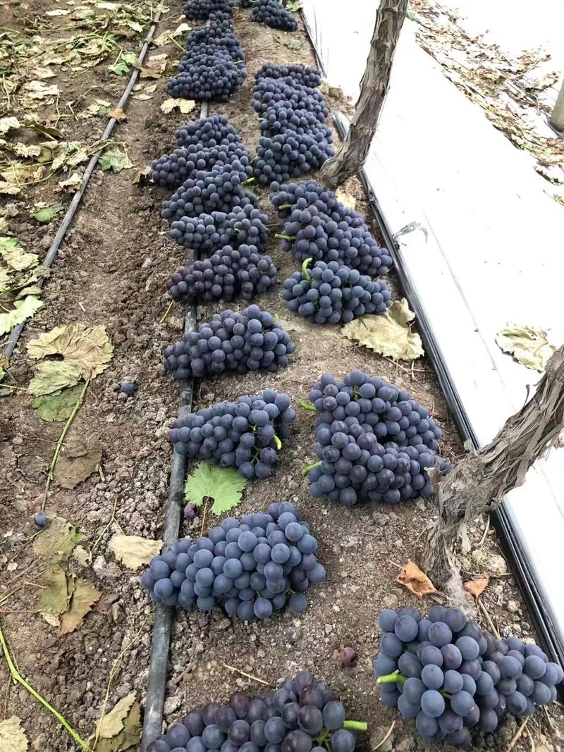 夏黑葡萄，新沂市万亩产地一手货源对接全国各地的批发商联系