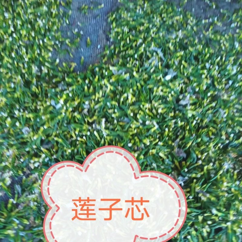 江西【莲心茶】莲子芯，泡水正品，清热去火，特级天然新货