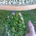江西【莲心茶】莲子芯，泡水正品，清热去火，特级天然新货